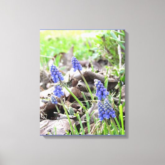 Impression sur toile - Jacinthe des vignes (Recto)