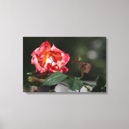 Impression sur toile La rose qui se fane (Recto)