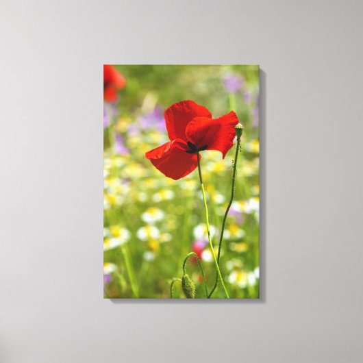 Impression sur toile - Le Coquelicot rouge (Recto)