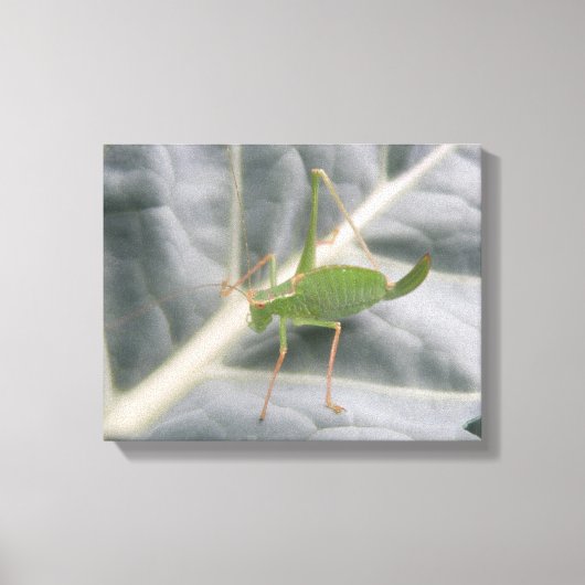 Impression sur toile macro du criquet vert (Recto)