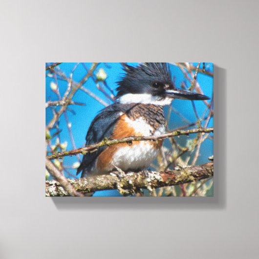 Impression sur toile Martin-pêcheur oiseau sauvage (Recto)