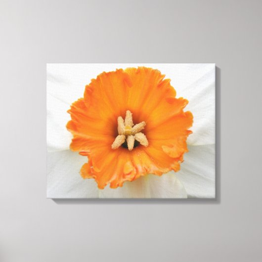 Impression sur toile Narcisse blanc (Recto)