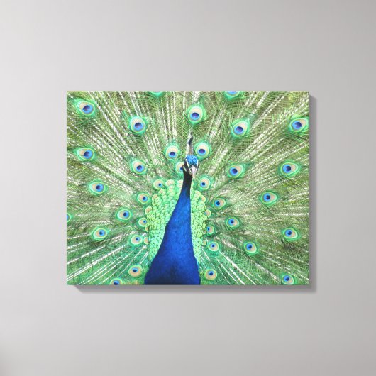 Impression sur toile - Paon avec la queue déployée (Recto)