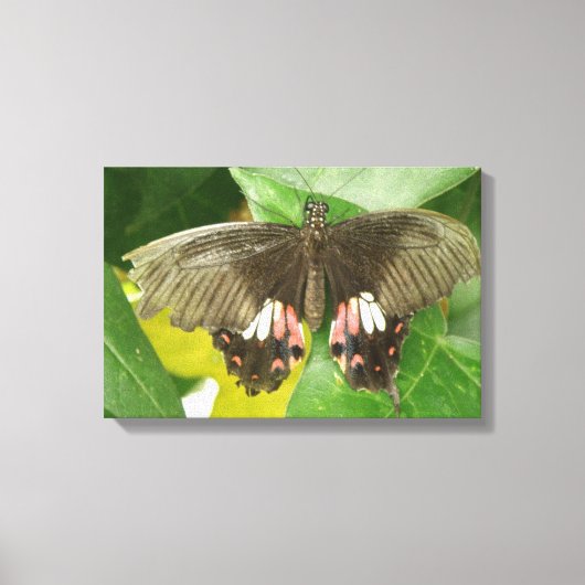 Impression sur toile Papillon Queue Rouge Écarlate (Recto)