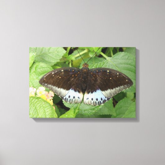 Impression sur toile Papillon Tropical Mignon (Recto)