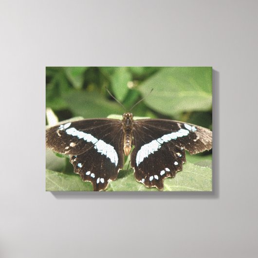 Impression sur toile papillon tropical noir et bla (Recto)
