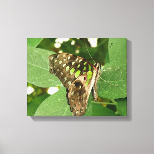 Impression sur toile papillon vert iridescent trop (Recto)