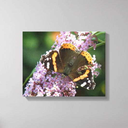 Impression sur toile Papillon Vulcain et Buddleia (Recto)