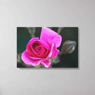 Impression sur toile Photographie de rose et de bo