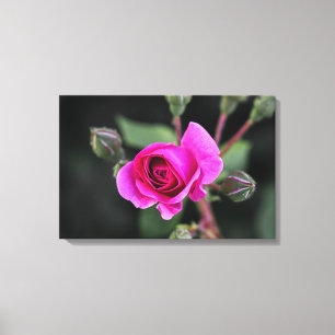 Impression sur toile Photographie de rose rose et