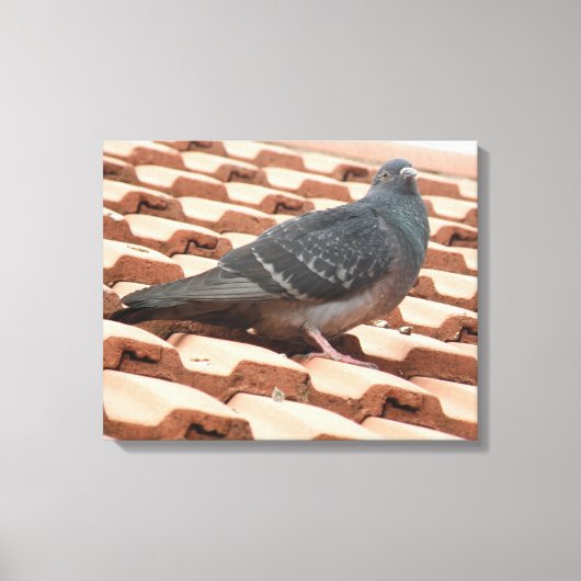 Impression sur toile Pigeon sur un Toit (Recto)