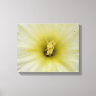 Impression sur toile Pretty Pale Daffodil