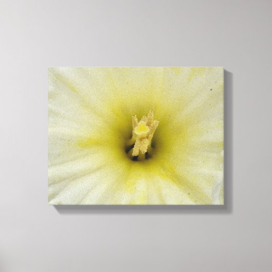 Impression sur toile Pretty Pale Daffodil (Recto)