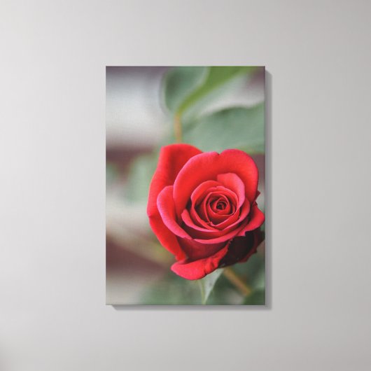 Impression sur toile Rose rouge Élégance Photograp (Recto)
