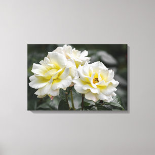 Impression sur toile Roses blanches Photographie