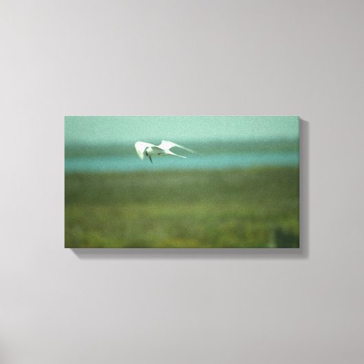 Impression sur toile - Sterne en vol (v.2) (Recto)