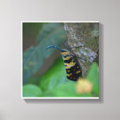 Impression sur toile tendue d'art naturel macro do (Recto)