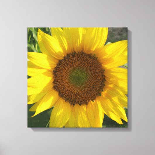 Impression sur toile tendue de tournesol (Recto)