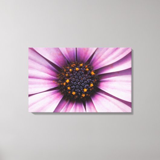 Impression sur toile tendue d'Osteospermum fleur v (Recto)