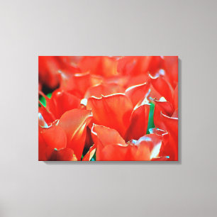 Impression sur toile tendue tulipes