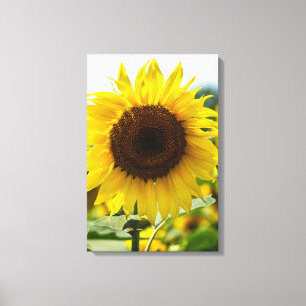 Impression sur toile - Tournesol isolé