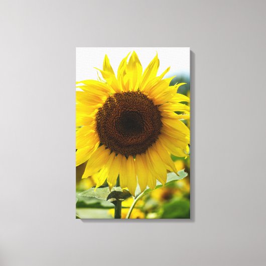 Impression sur toile - Tournesol isolé (Recto)