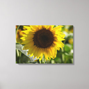 Impression sur toile - Tournesol isolé dans un cha