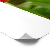 Impression Tulipe de secours (Coin)