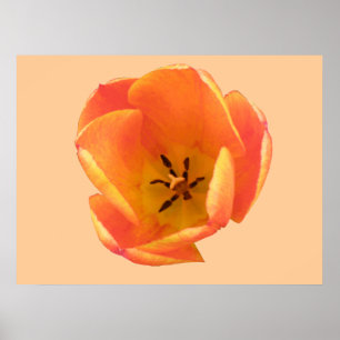 Impression Tulipe orange
