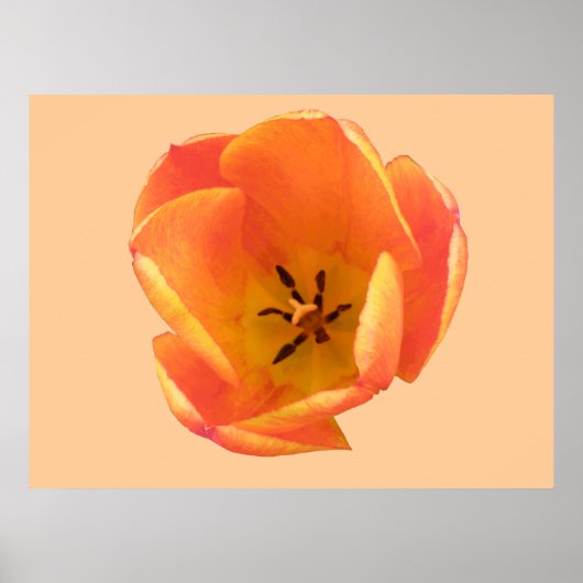 Impression Tulipe orange (Devant)