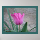 Impression Tulipe rose (Devant)