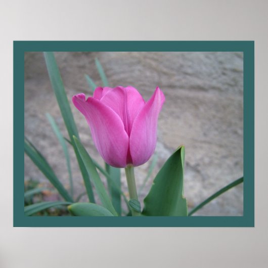 Impression Tulipe rose (Devant)