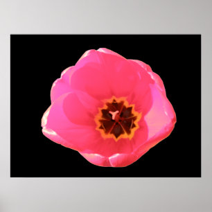 Impression Tulipe rose