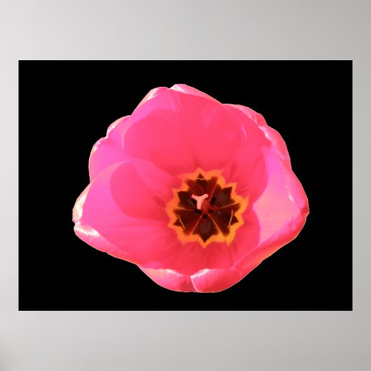 Impression Tulipe rose (Devant)