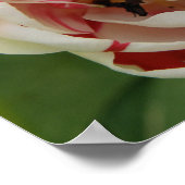 Impression Tulipe rose et blanc (Coin)