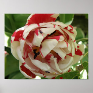 Impression Tulipe rose et blanc
