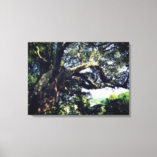 Impression unique de la photo de l'ancien arbre (Recto)