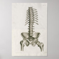 Impression vintage 1853 Lumbar Spine Anatomy Art