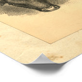 Impression vintage Bull 1888 (Coin)