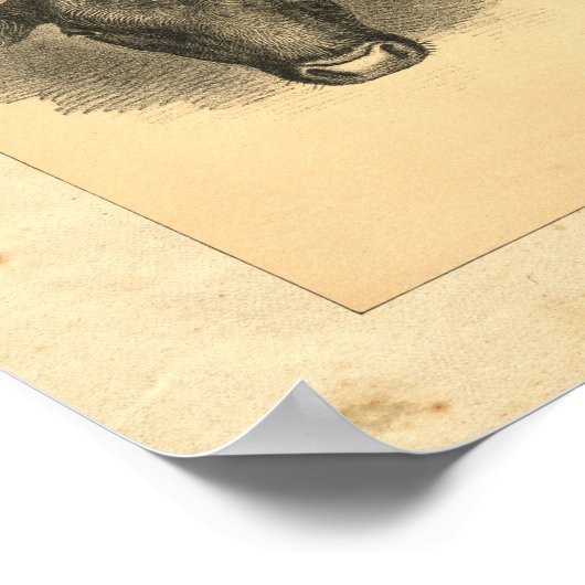 Impression vintage Bull 1888 (Coin)