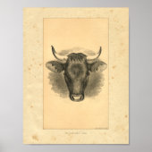 Impression vintage Bull 1888 (Devant)