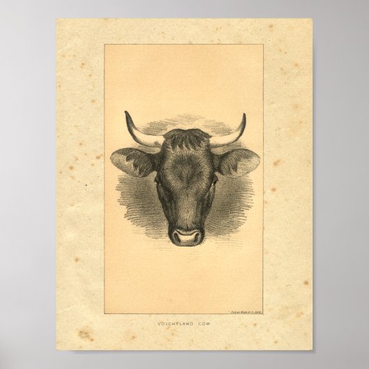 Impression vintage Bull 1888 (Devant)