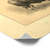 Impression vintage Bull 1888 (Coin)