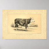 Impression vintage Bull 1888 (Devant)