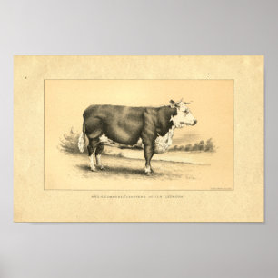 Impression vintage Bull 1888