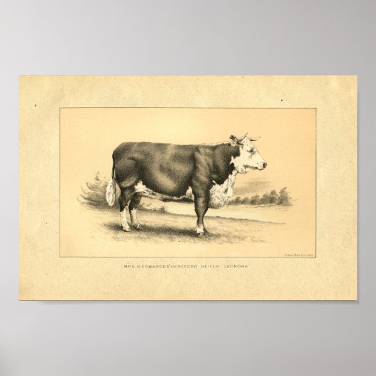 Impression vintage Bull 1888 (Devant)