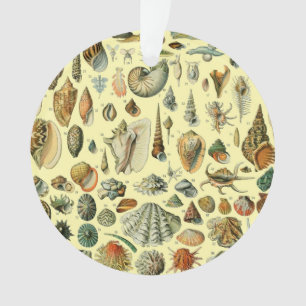 Impression vintage de coquillages d'Adolphe Millot