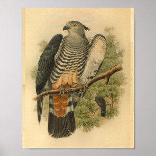 Impression Vintage de couleur d'oiseau de Faucon d