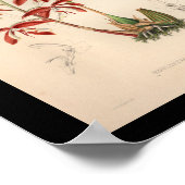 Impression Vintage de fleurs d'orchidées 1860 (Coin)