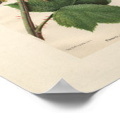 Impression vintage de framboise Primus (Coin)